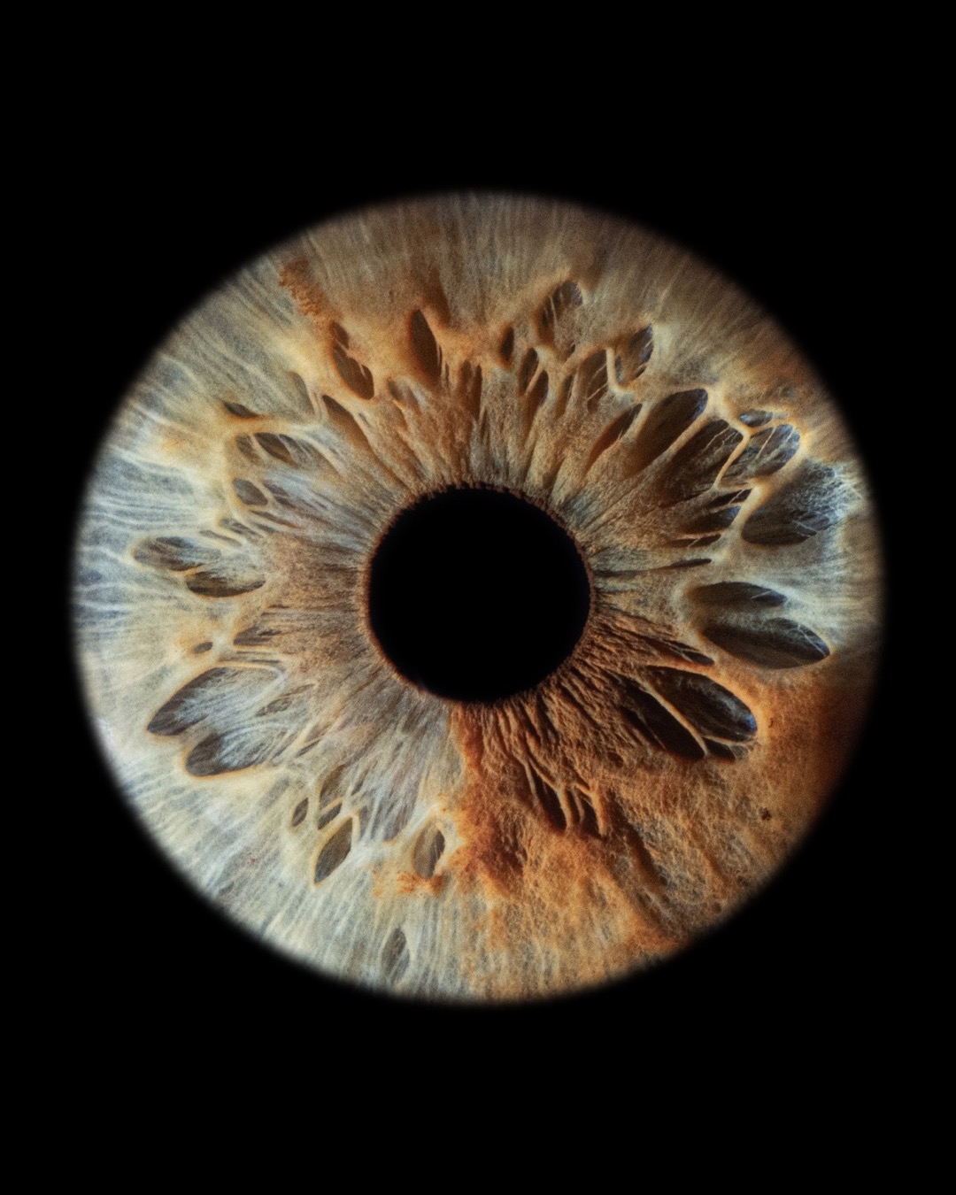 Una singola iride completa color ambra e azzurro su fondo nero